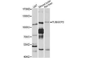 Western blot analysis of extracts of various cell lines, using TUBGCP2 antibody (ABIN4905522) at 1:1000 dilution. (TUBGCP2 抗体)