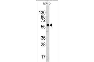 Western blot analysis of anti-KREMEN1 Antibody (N-term) (ABIN391859 and ABIN2841690) in  cell line lysates (35 μg/lane). (KREMEN1 抗体  (N-Term))