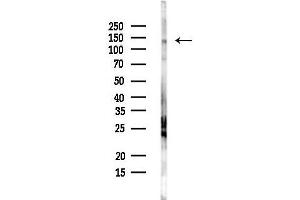 Western blot analysis of lysates from Mouse liver, using DSPP Antibody at 1/1000 dilution.