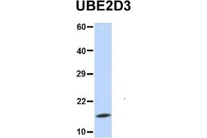 UBE2D3 抗体  (N-Term)