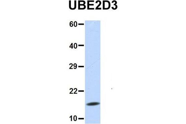 UBE2D3 抗体  (N-Term)