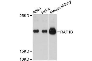 Western blot analysis of extracts of various cell lines, using RAP1B antibody. (RAP1B 抗体  (AA 1-184))