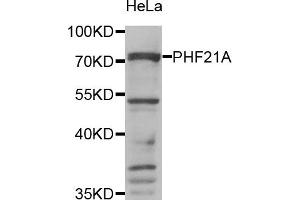 Western Blotting (WB) image for anti-PHD Finger Protein 21A (PHF21A) antibody (ABIN1980346) (PHF21A 抗体)