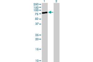 Western Blot analysis of MIZF expression in transfected 293T cell line by MIZF MaxPab polyclonal antibody. (HINFP 抗体  (AA 1-517))