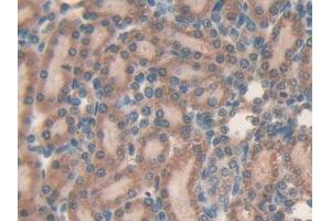 DAB staining on IHC-P; Samples: Rat Kidney Tissue (MFAP5 抗体  (AA 32-164))