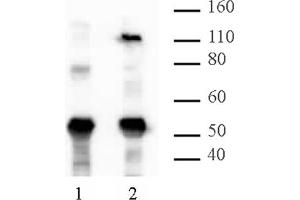 HIRA mAb (Clone WC15) tested by Western blot. (HIRA 抗体  (AA 421-729))