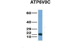Western Blotting (WB) image for anti-ATPase, H+ Transporting, Lysosomal 16kDa, V0 Subunit C (ATP6V0C) (Middle Region) antibody (ABIN2773857)