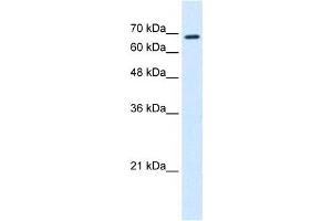 RHOT1 antibody used at 0. (RHOT1 抗体  (N-Term))