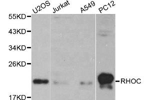 Western blot analysis of extracts of various cell lines, using RHOC antibody (ABIN5970421).