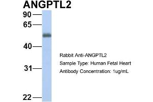 Host: Rabbit Target Name: GNAS Sample Type: Human Fetal Heart Antibody Dilution: 1. (ANGPTL2 抗体  (N-Term))