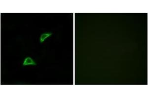 Immunofluorescence (IF) image for anti-Olfactory Receptor, Family 51, Subfamily A, Member 4 (OR51A4) (AA 200-249) antibody (ABIN1536059)