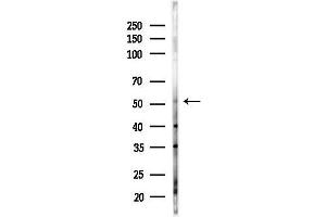 anti-Era G-Protein-Like 1 (ERAL1) (Internal Region) antibody