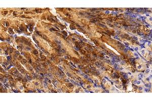 Detection of TFF1 in Mouse Stomach Tissue using Polyclonal Antibody to Trefoil Factor 1 (TFF1) (TFF1 抗体  (AA 1-87))