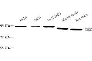 Western blot analysis of ZXDC (ABIN7076288),at dilution of 1: 1500 (ZXDC 抗体)