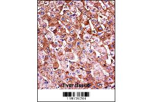 Immunohistochemistry (Paraffin-embedded Sections) (IHC (p)) image for anti-Hemoglobin beta (HBB) (AA 80-107), (C-Term) antibody (ABIN655504)