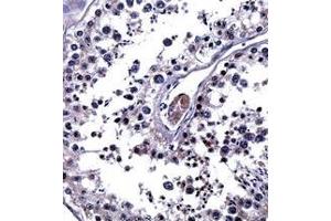 Immunohistochemistry analysis in formalin fixed and paraffin embedded human testis tissue reacted with Interleukin-25 / IL25 Antibody (Center) followed by peroxidase conjugation of the secondary antibody and DAB staining. (IL-25 抗体  (Middle Region))