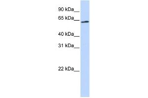 WB Suggested Anti-AIFM3 Antibody Titration: 0. (AIFM3 抗体  (Middle Region))