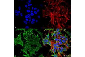 Immunocytochemistry/Immunofluorescence analysis using Mouse Anti-TASK1 Potassium Channel Monoclonal Antibody, Clone S374-48 . (KCNK3 抗体  (AA 251-411))