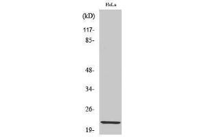 Western Blotting (WB) image for anti-Claudin 1 (CLDN1) (C-Term) antibody (ABIN3183933) (Claudin 1 抗体  (C-Term))