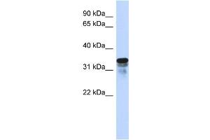 WB Suggested Anti-FAM82B Antibody Titration:  0. (FAM82B 抗体  (N-Term))