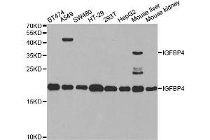 Western blot analysis of extracts of various cell lines, using IGFBP4 antibody. (IGFBP4 抗体  (AA 22-258))