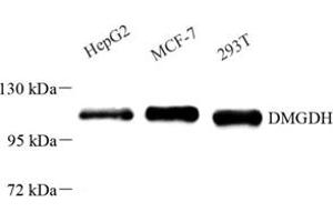 Western blot analysis of DMGDH (ABIN7073738) at dilution of 1: 500 (DMGDH 抗体)