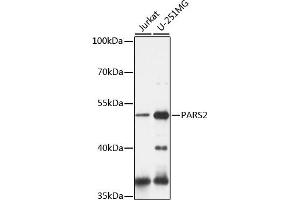 Western blot analysis of extracts of various cell lines, using P antibody (ABIN7269562) at 1:1000 dilution. (PARS2 抗体  (AA 30-220))