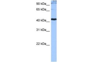Western Blotting (WB) image for anti-serine/arginine-Rich Splicing Factor 6 (SRSF6) antibody (ABIN2462203) (SFRS6 抗体)