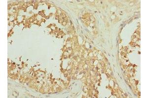 Immunohistochemistry of paraffin-embedded human testis tissue using ABIN7156243 at dilution of 1:100
