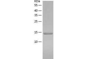 Western Blotting (WB) image for Potassium Channel Tetramerisation Domain Containing 14 (KCTD14) (AA 74-225) protein (His tag) (ABIN7124529) (KCTD14 Protein (AA 74-225) (His tag))