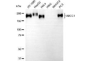 Western blotting analysis using ABCC1 antibody (ABIN7797684). (Recombinant ABCC1 抗体)