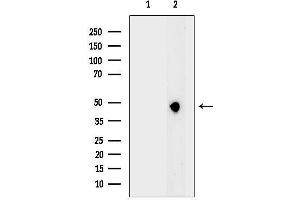 anti-MANSC Domain Containing 1 (MANSC1) (Internal Region) antibody