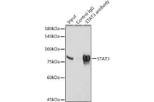 Immunoprecipitation (IP) image for anti-Signal Transducer and Activator of Transcription 3 (Acute-Phase Response Factor) (STAT3) antibody (ABIN7270305)