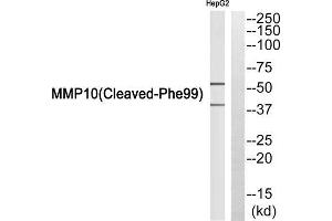 Western blot analysis of extracts from HepG2 cells, using MMP10 (Cleaved-Phe99) antibody. (MMP10 抗体  (Cleaved-Phe99))
