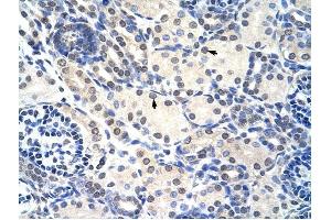 RNASEH2A antibody was used for immunohistochemistry at a concentration of 4-8 ug/ml to stain Epithelial cells of renal tubule (arrows) in Human Kidney. (RNASEH2A 抗体  (C-Term))