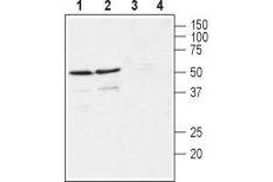 Western blot analysis of rat (lanes 1 and 3) and mouse (lanes 2 and 4) brain membranes: - 1,2. (GFRA4 抗体  (Extracellular, N-Term))