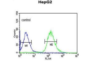 WAC Antibody (Center) flow cytometric analysis of HepG2 cells (right histogram) compared to a negative control cell (left histogram). (WAC 抗体  (Middle Region))