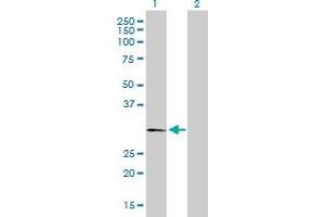 Western Blot analysis of PLP1 expression in transfected 293T cell line by PLP1 MaxPab polyclonal antibody. (PLP1 抗体  (AA 1-277))