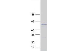 Western Blotting (WB) image for Chaperonin Containing TCP1, Subunit 8 (Theta)-Like 2 (CCT8L2) protein (Myc-DYKDDDDK Tag) (ABIN2713342)