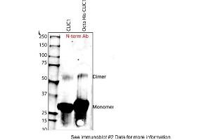 Sample Type: Purified Recombinant CLIC-1 Protein Primary Dilution: 1:1000Submitted By: Harpreet Singh, University of California Los Angeles (CLIC1 抗体  (N-Term))
