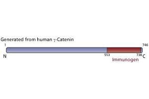Image no. 3 for anti-Junction Plakoglobin (JUP) (AA 553-738) antibody (ABIN967860) (JUP 抗体  (AA 553-738))