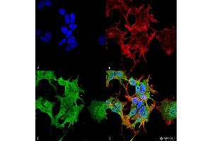 Immunocytochemistry/Immunofluorescence analysis using Mouse Anti-AHA1 Monoclonal Antibody, Clone 4H9-D7 . (AHSA1 抗体  (HRP))