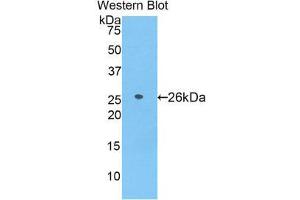 Western Blotting (WB) image for anti-Azurocidin 1 (AZU1) (AA 23-247) antibody (ABIN1858106) (Azurocidin 抗体  (AA 23-247))