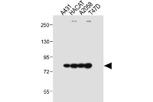 All lanes : Anti-ALOXE3 Antibody (Center) at 1:1000 dilution Lane 1: A431 whole cell lysate Lane 2: HACAT whole cell lysate Lane 3:  whole cell lysate Lane 4: T47D whole cell lysate Lysates/proteins at 20 μg per lane.