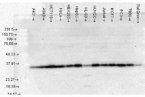 Western Blot analysis of Human Cell lysates showing detection of Hsp40 protein using Mouse Anti-Hsp40 Monoclonal Antibody, Clone 3B9. (DNAJB1 抗体)