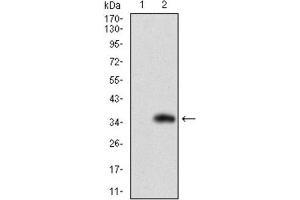 Western Blotting (WB) image for anti-Solute Carrier Family 27 (Fatty Acid Transporter), Member 2 (SLC27A2) (AA 346-405) antibody (ABIN1845739) (SLC27A2 抗体  (AA 346-405))