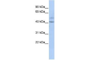 WB Suggested Anti-SPATC1 Antibody Titration: 0. (SPATC1 抗体  (Middle Region))