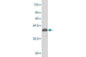 Western Blot detection against Immunogen (36. (Phospholipase D2 抗体  (AA 834-933))