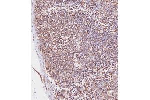 Immunohistochemical analysis of (ABIN657900 and ABIN2846851) on paraffin-embedded Human lymph node tissue. (CD163L1 抗体  (C-Term))