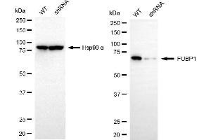 Western blotting analysis using FUBP1 antibody (ABIN7798566). (Recombinant FUBP1 抗体)